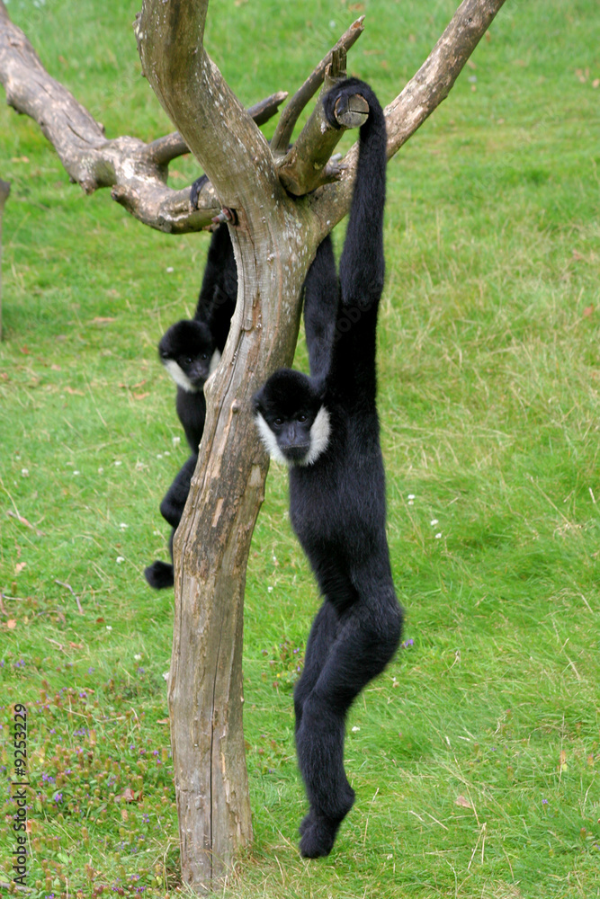 Obraz premium Gibbons