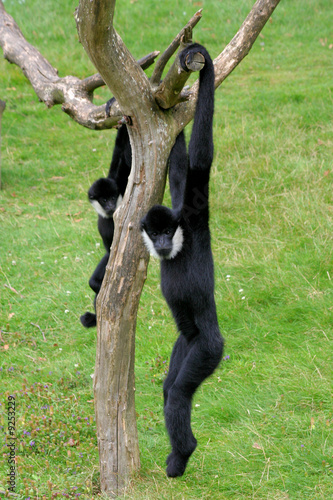 Gibbons