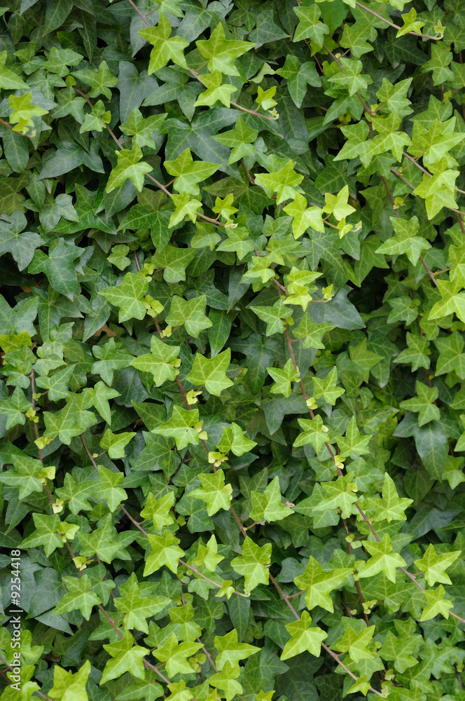 ivy foliage in park ivy foliage in park