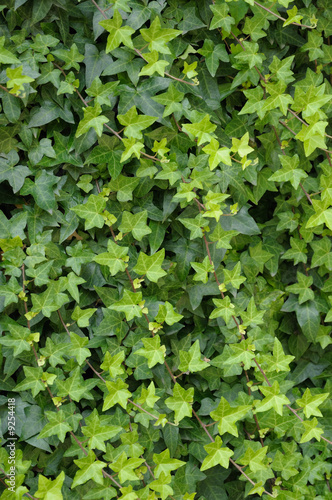 ivy foliage in park