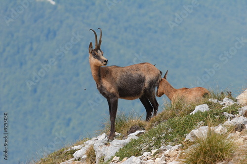 Camosci delle Mainarde
