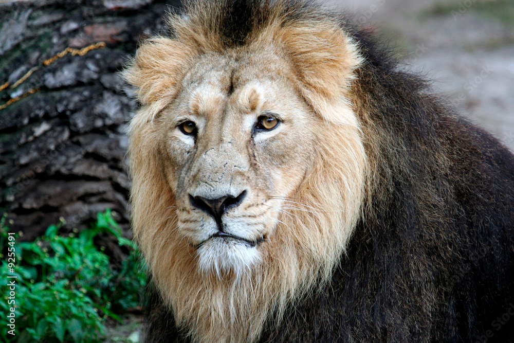 Beautiful portrait of a noble male Lion.