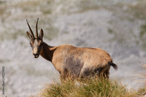 Camoscio delle Mainarde