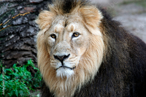 Beautiful portrait of a noble male Lion.