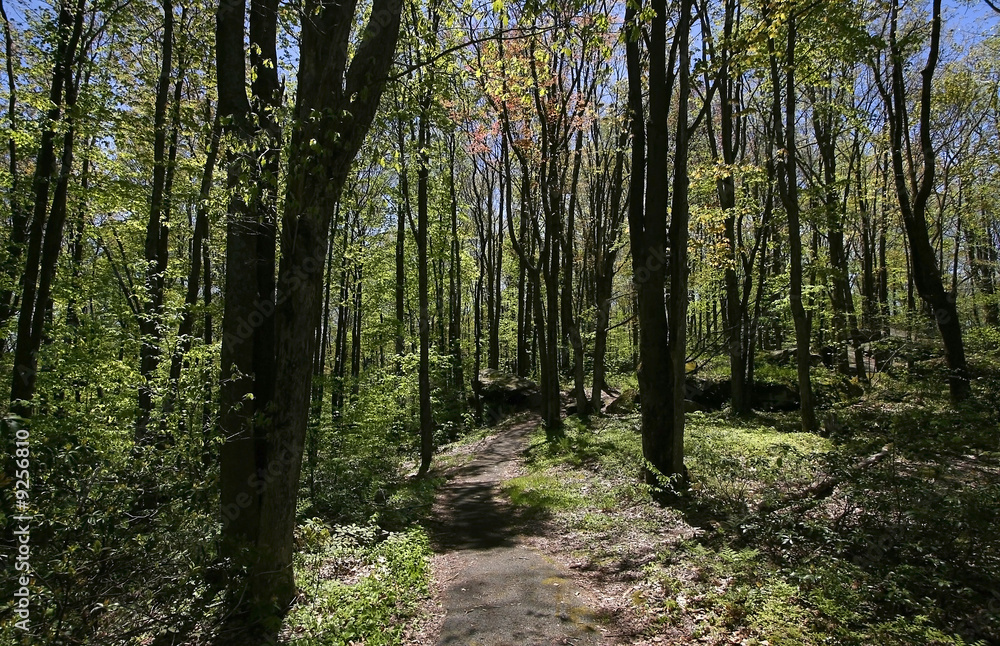 Obraz premium Tall Trees