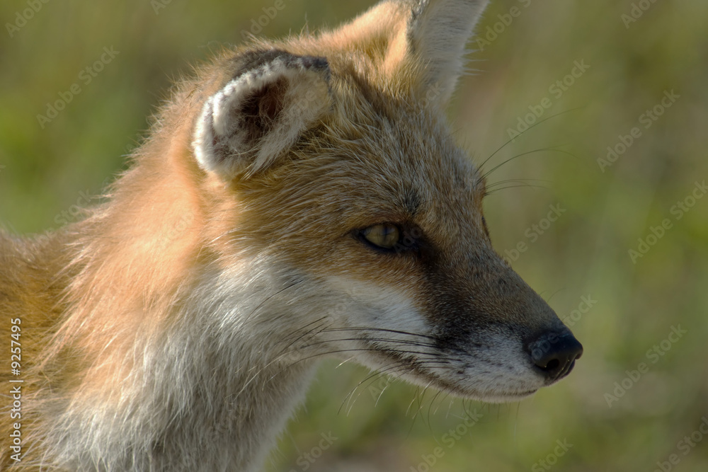 Portrait of a young Red Fox. Portrait of a young Red Fox.