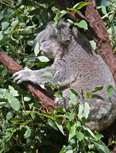 Fototapeta Naklejka Na Ścianę i Meble -  great image of an australian koala in a gum tree
