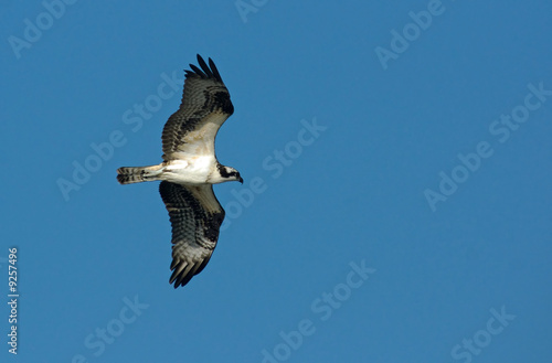 Osprey in flight with wings expanded.