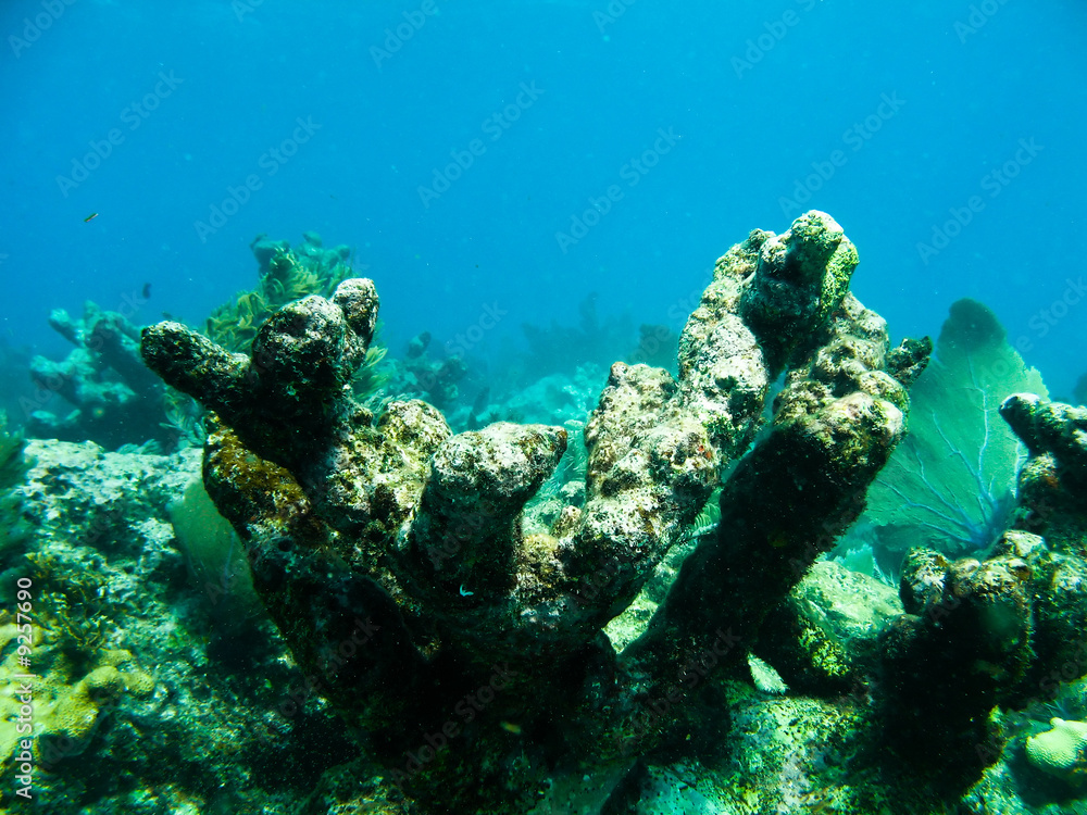 Shots of scuba diving in the Florida keys