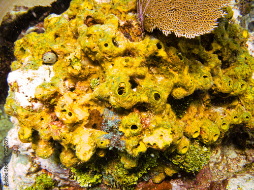 Shots of scuba diving in the Florida keys