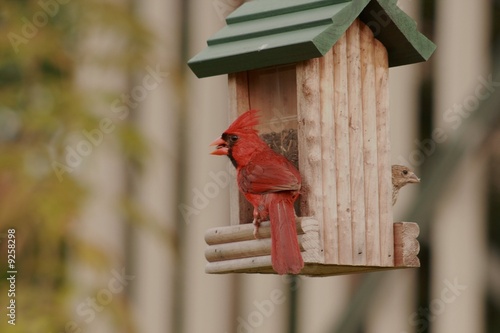 cardinal and finch