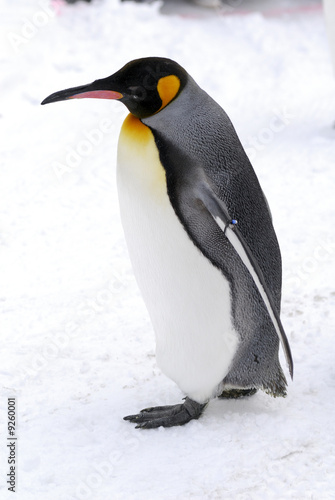 The King Penguin (Aptenodytes patagonicus)