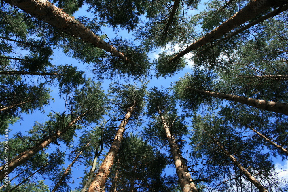 Fototapeta premium pine