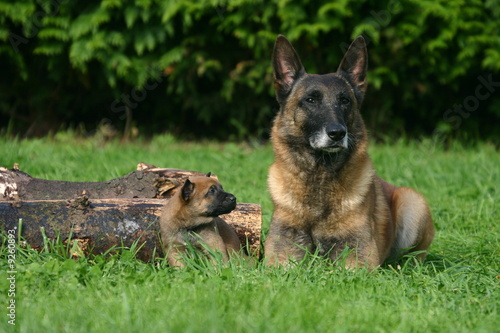 berger belge malinois mère et chiot couchés à la campagne © Dogs