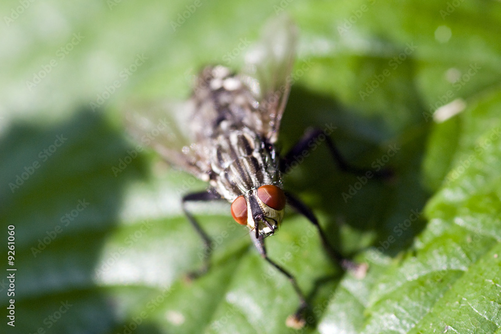 Naklejka premium la mouche