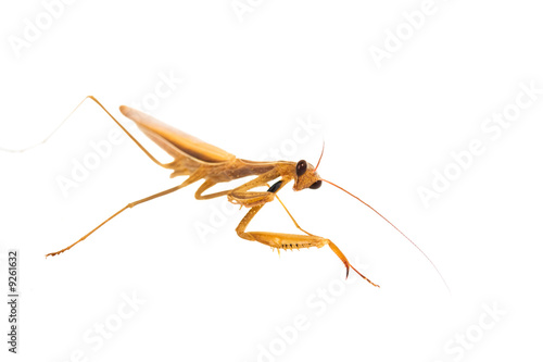 mantis isolated on the white background