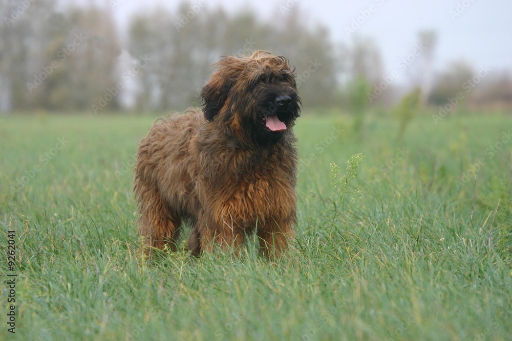 Fototapeta premium berger de brie (briard) solitaire à la campagne