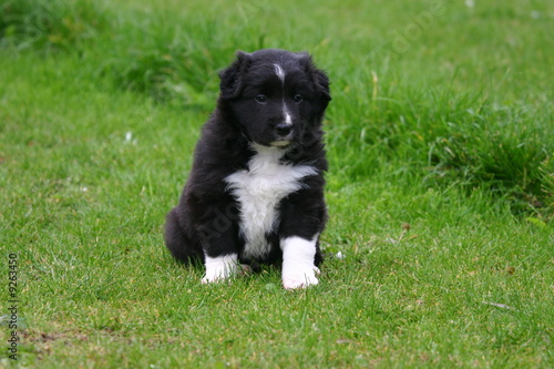 chiot border collie assis seul dans le jardin