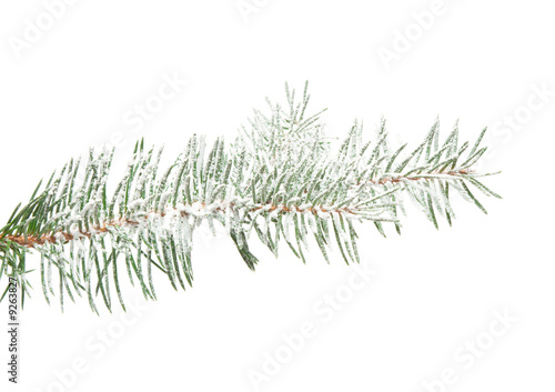 Fir-tree branch sprinkled with snow  isolated