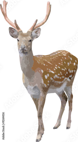 deer