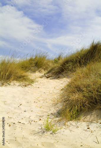 dunes at the sea