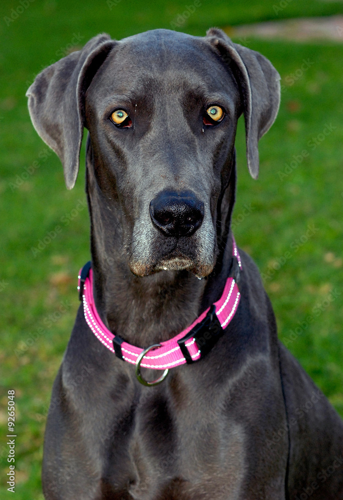 portrait of a blue point great dane dog