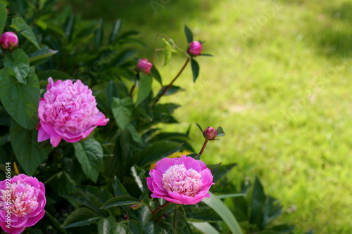 Wallpaper Mural Fleur rose Torontodigital.ca