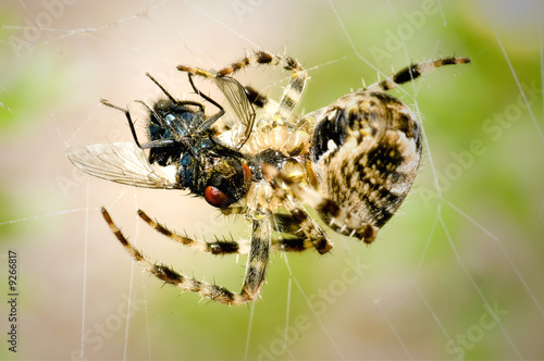 Just caught fly