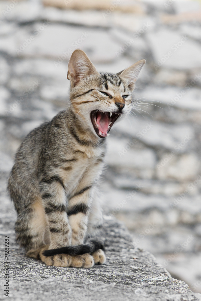 Obraz premium grey cat