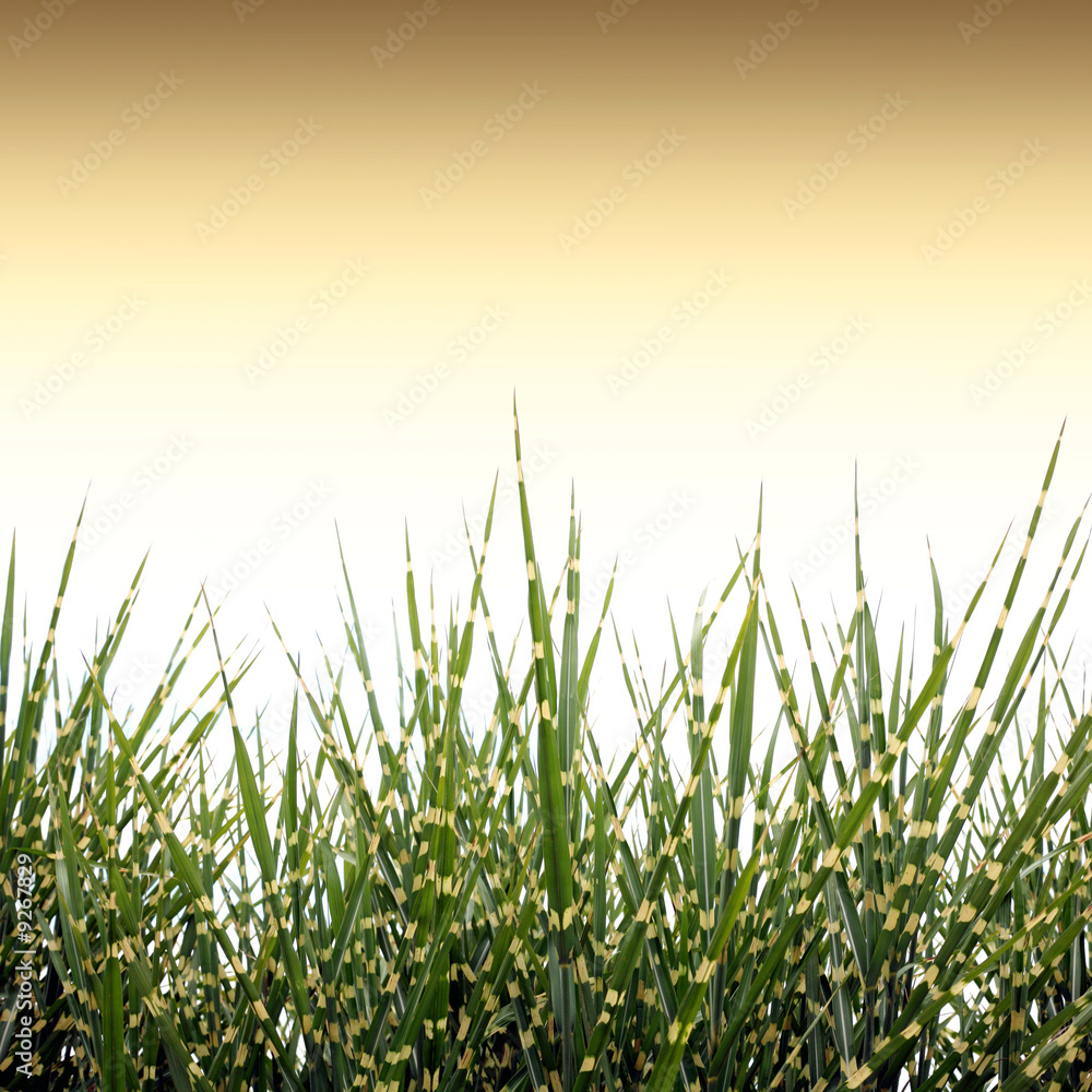 Fototapeta premium miscantus