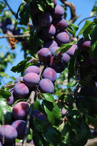 Wallpaper Mural Pflaumenernte Torontodigital.ca
