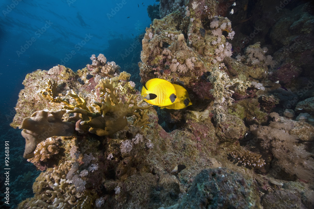 Masked Butterfly Fish (Chaetodon semilarvatus) Masked Butterfly Fish (Chaetodon semilarvatus)