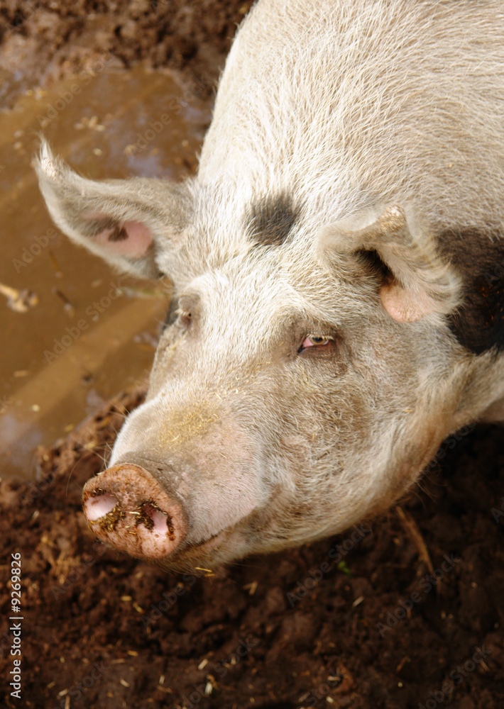 pig and mud