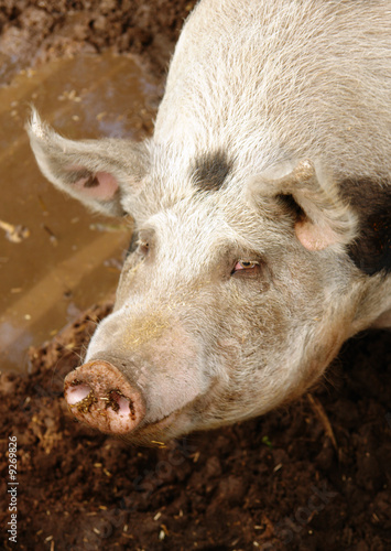 pig and mud © sallydexter