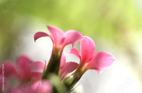 Tiny Red Flowers