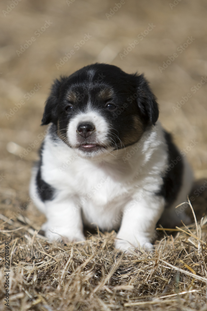 Fototapeta premium Chiot