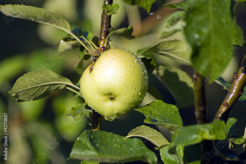 Green apple close up with watter drops on it