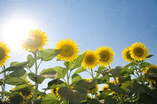 sunflowers