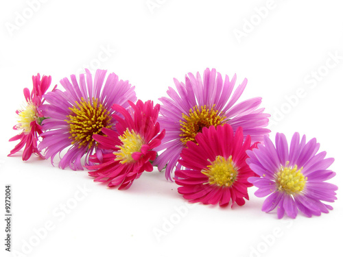 Violet and pink flowers