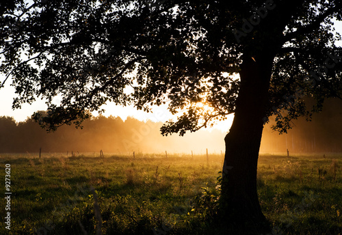 View of backlight tree and sunset through fog..