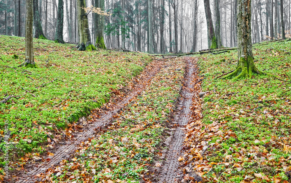 Obraz premium Forest road with autumnal leaves and trees. In autumn series..