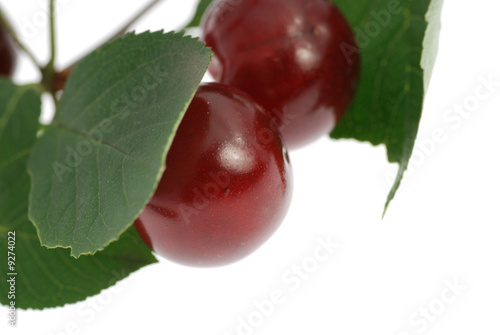 Cherry