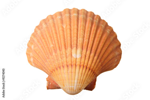 Shell isolated against white background
