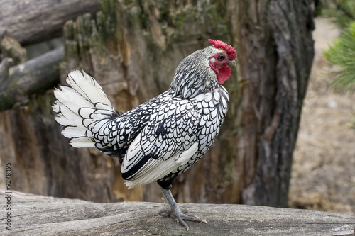 White, small, proud cock watching his territory