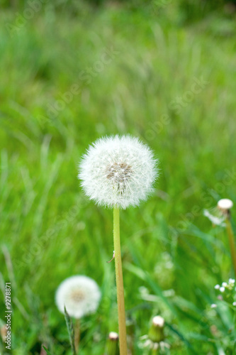 dandelion