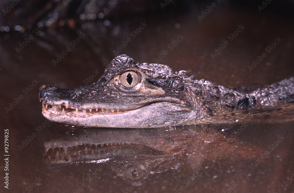Young spectacled caiman native to South America Young spectacled caiman native to South America