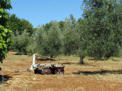 olivi photo