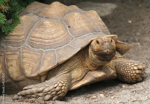 Tortoise