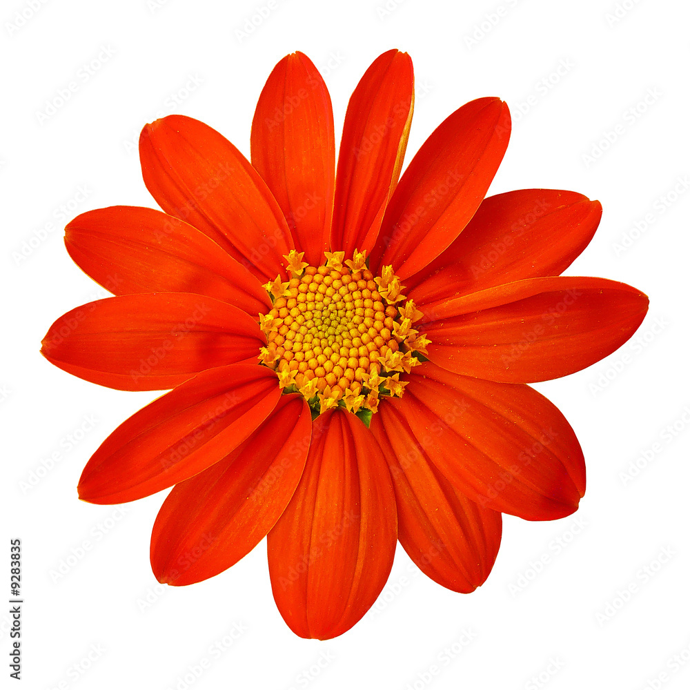 fleur rouge