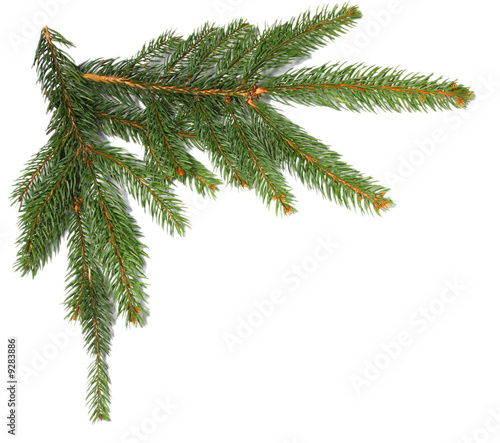 Spruce branches isolated on white background